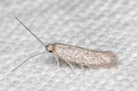 Urodeta hibernella