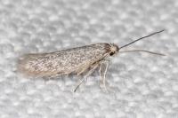 Urodeta hibernella