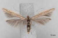 Coleophora virgaureae