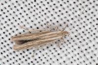 Coleophora virgaureae