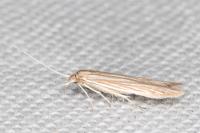 Coleophora virgaureae