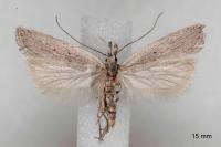 Dichomeris limbipunctella