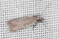 Dichomeris limbipunctella