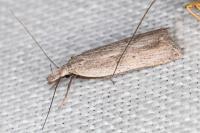 Dichomeris limbipunctella