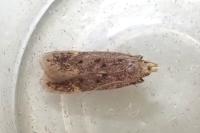 Bryotropha senectella