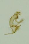 Bryotropha senectella