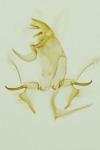 Bryotropha senectella