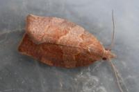 Pandemis heparana