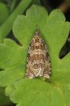Celypha rivulana