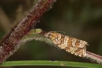 Celypha rivulana