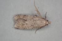 Pexicopia malvella