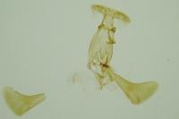 Pexicopia malvella