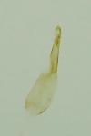 Pexicopia malvella