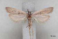 Dichomeris limbipunctella