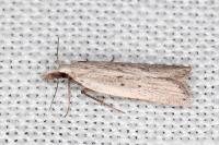 Dichomeris limbipunctella
