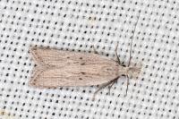 Dichomeris limbipunctella