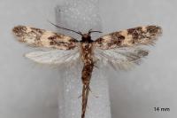 Oegoconia novimundi