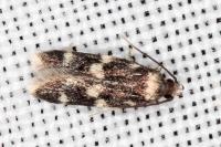 Oegoconia novimundi
