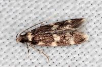 Oegoconia novimundi