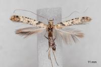Caloptilia honoratella