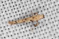 Caloptilia honoratella