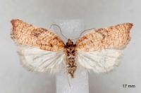 Acleris rhombana