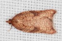 Acleris rhombana