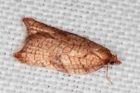 Acleris rhombana