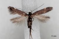 Oxypteryx immaculatella
