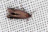 Oxypteryx immaculatella