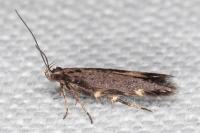 Oxypteryx immaculatella