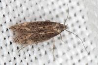 Ephysteris promptella