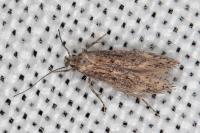 Ephysteris promptella