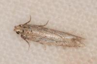 Scrobipalpa camphorosmella