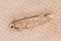 Scrobipalpa camphorosmella