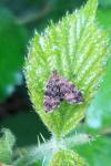 Anthophila fabriciana