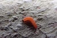 Grapholita funebrana