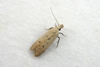Nothris verbascella