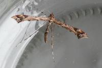 Amblyptilia acanthadactyla