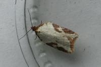 Acleris schalleriana