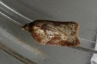 Acleris schalleriana