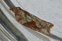 Acleris schalleriana