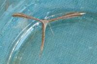 Emmelina monodactyla