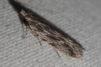 Anarsia innoxiella