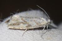 Thiodia citrana
