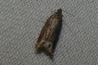 Ancylis selenana