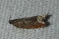 Ancylis selenana