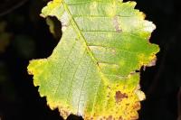 Bucculatrix ulmifoliae