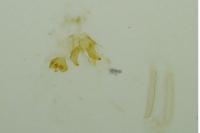 Zimmermannia atrifrontella
