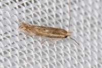 Bucculatrix chrysanthemella